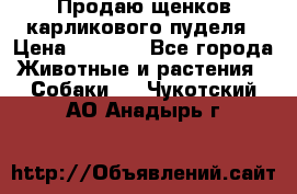 Продаю щенков карликового пуделя › Цена ­ 2 000 - Все города Животные и растения » Собаки   . Чукотский АО,Анадырь г.